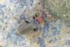 Cantharis fusca
